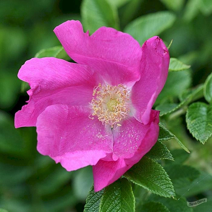 Роза Ругоза Белая/Розовая Rosa rugosa h100-150: продажа, цена ...