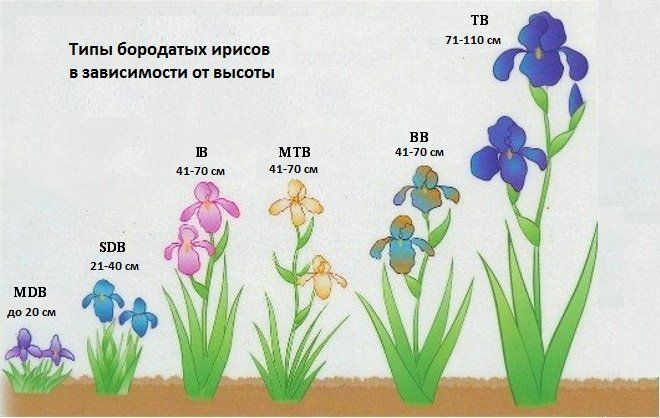 Лучшие сорта ириса бородатого, фото, название | День дачника