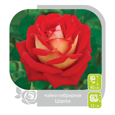 Роза Норита Rose Norita