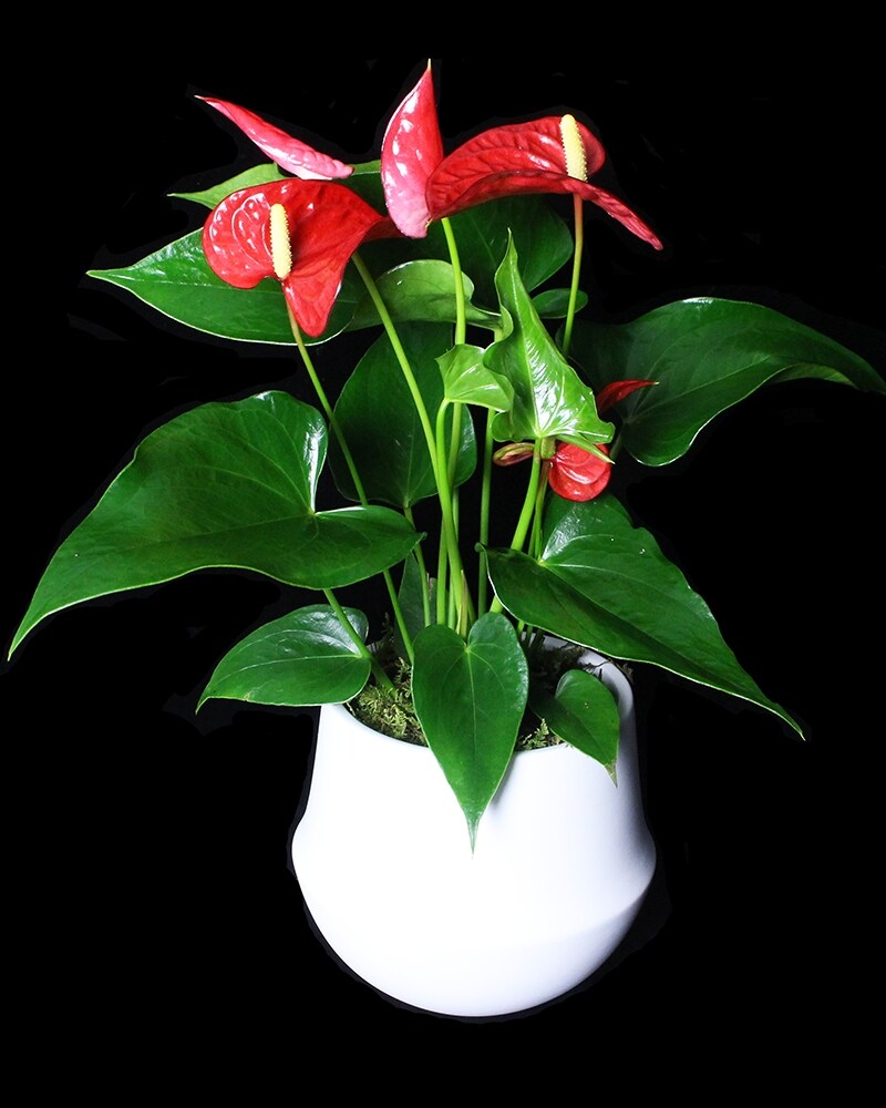 Large Anthurium in Greentown PA - Wallenpaupack Floral and Gifts