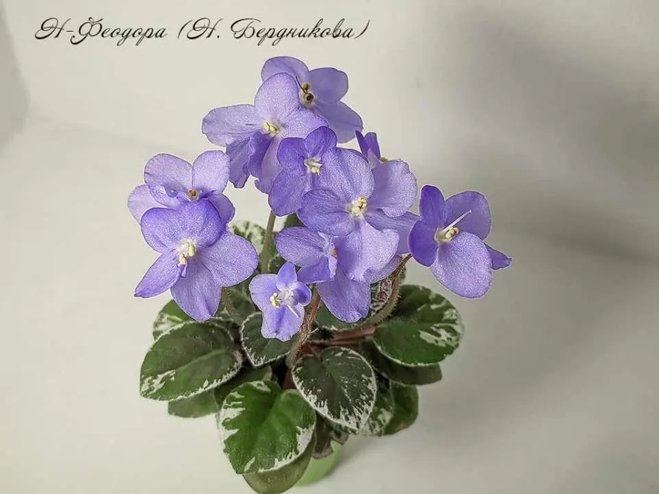 🌱 Гейхера Frosted Violet по цене от 1350 руб: саженцы ...