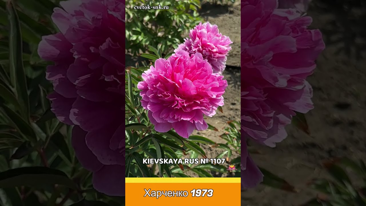 Пион древовидный Вайт, цена, купить, Киев, Paeonia ...