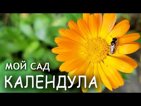 Белая календула Кремово-белая Принцесса : семена