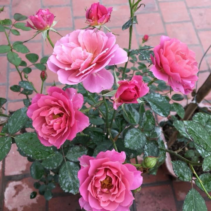 WILLVINE Rose “Aoi” Japanese Pink Roses Seed Price in India ...