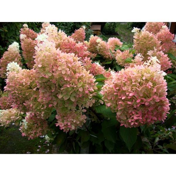 Hydrangea paniculata 'Phantom'|landshaft.info