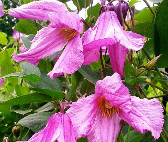 Клематис цельнолистный Аленушка (Clematis Integrifolia ...