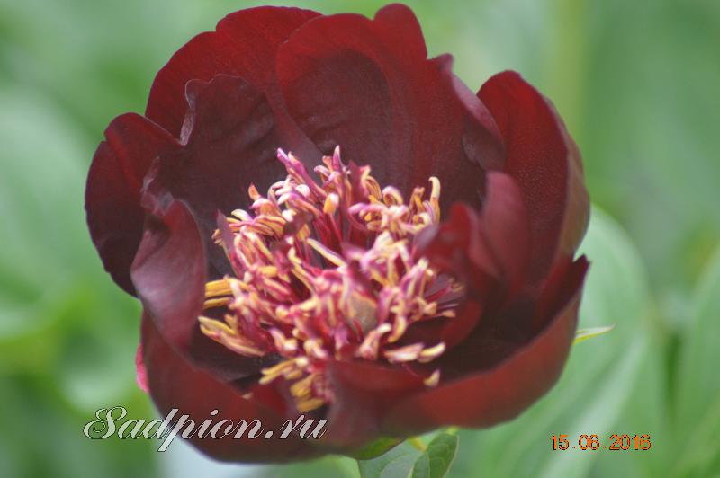 Paeonia Chocolate Soldier Пион Шоколадный Солдатик (Auten ...