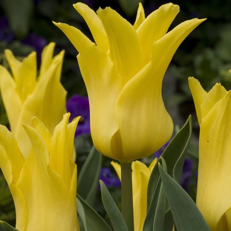 Tulipa Ballade Gold ...