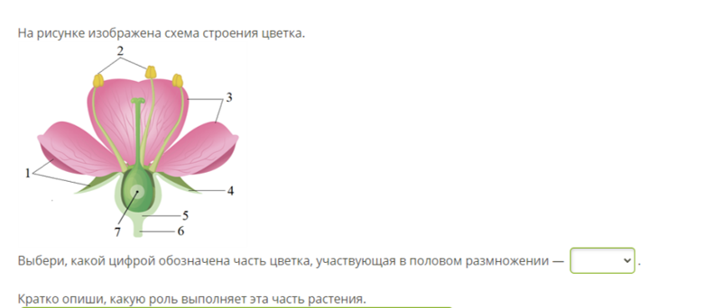 Пластиды – определение, виды, строение и функции в таблице ...