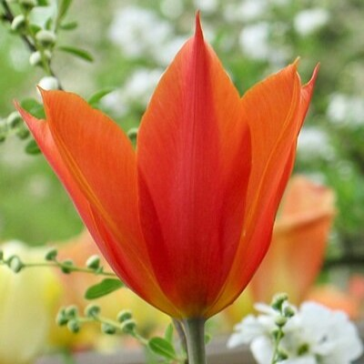 Tulipa Triumph Timeless