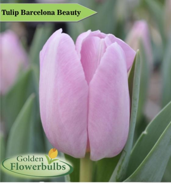 Tulipa 'Barcelona' (Triumph Tulip)