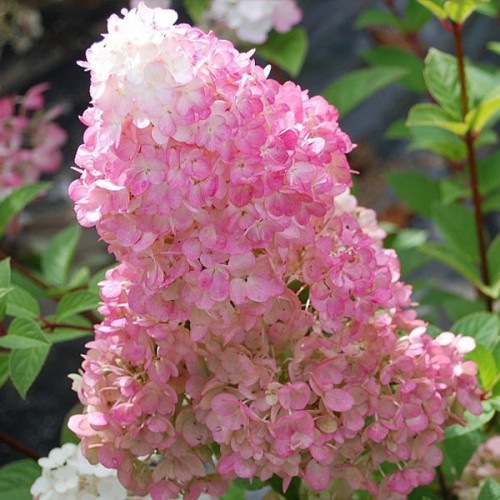 Гортензия метельчатая Диамантино (Hydrangea Diamantino ...