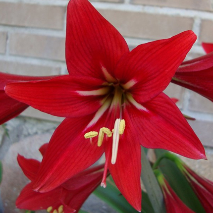 Гиппеаструм - белый - XXL - Hippeastrum – Garden Seeds Market ...