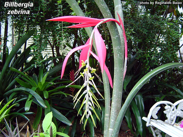 Бильбергия (Billbergia) — описание, выращивание, фото | на ...