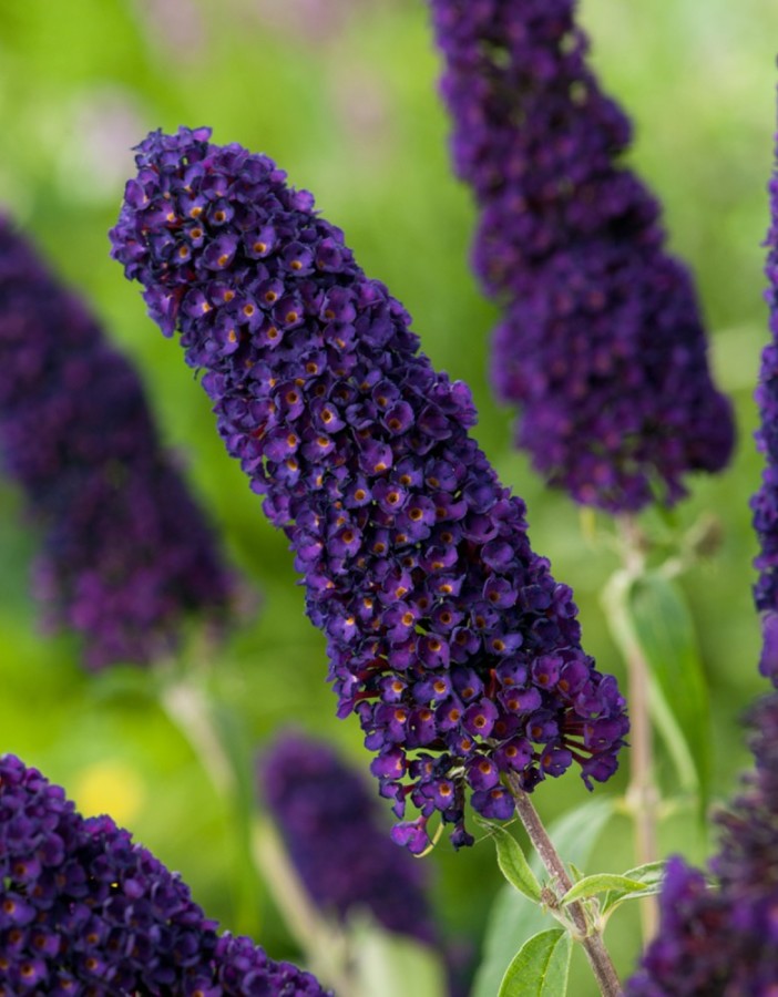 Буддлея Давида (Buddleja davidii ...