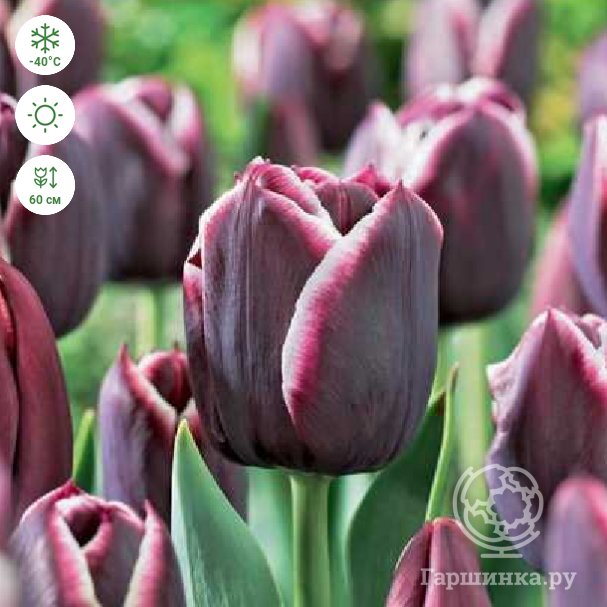 Dark purple Triumph tulips (Tulipa ...