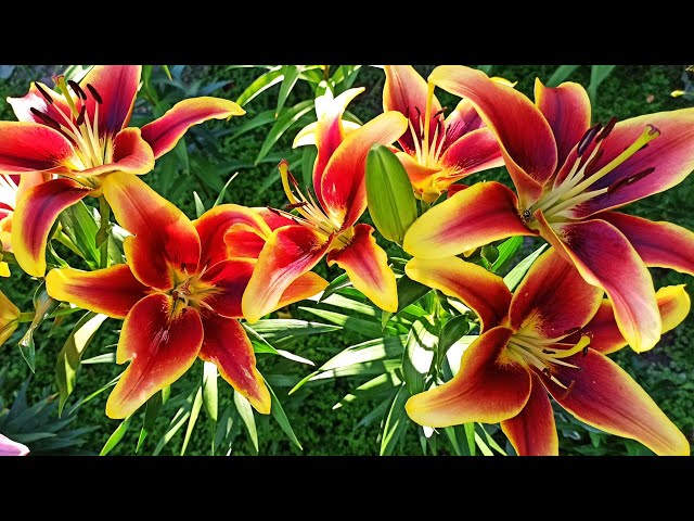 Lily (Lilium 'Avalon Sunset') in the Lilies Database - Garden.org