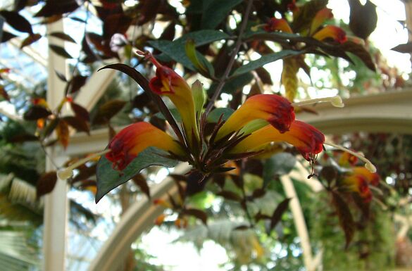 Aeschynanthus 'Twister' AESCHYN TWISTER ...