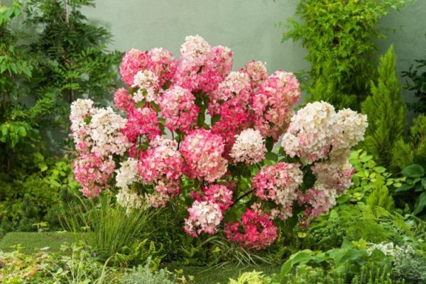 Pink Diamond Hydrangea - Prairie Gardens