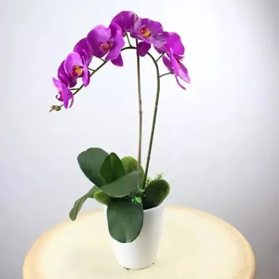 Орхидея Phal. Aphrodita x Sin-Yuan Golden Beauty - купить ...