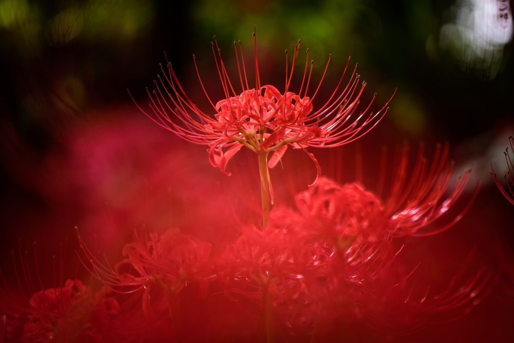 Spider lily hairpin - купить недорого | AliExpress