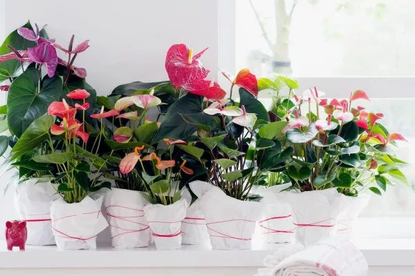 Антуриумы / Anthurium уход, описание, фото сортов - каталог ...