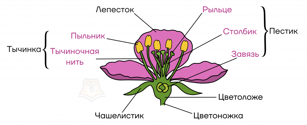 Презентация по биологии 