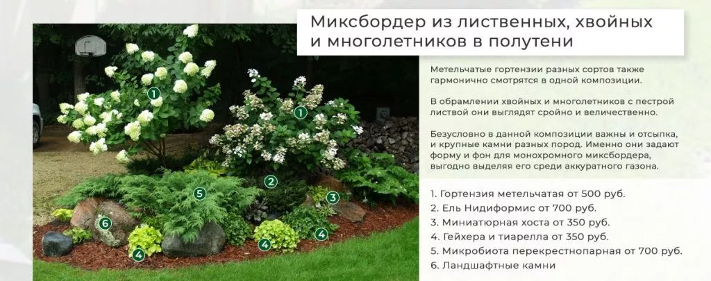 Гортензия метельчатая Краса Лесково С3