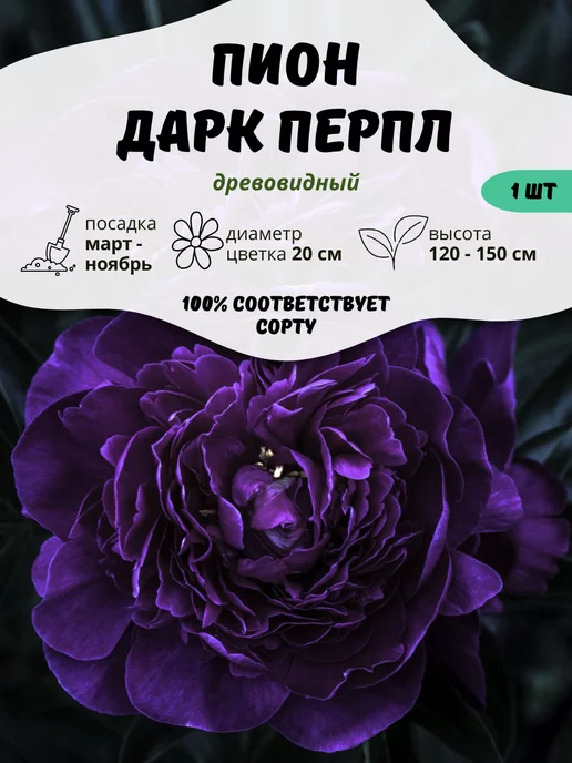 Пион травянистый Мадам Кало (paeonia ...