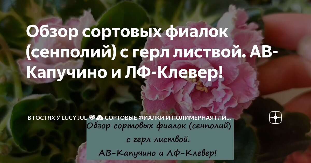 АВ-Синий Иней (Фиалковод) 2022 - FloraPiter.Ru коллекционные ...