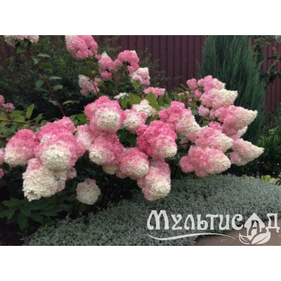 Hydrangea paniculata 'Vanille Fraise', Гортензия метельчатая ...