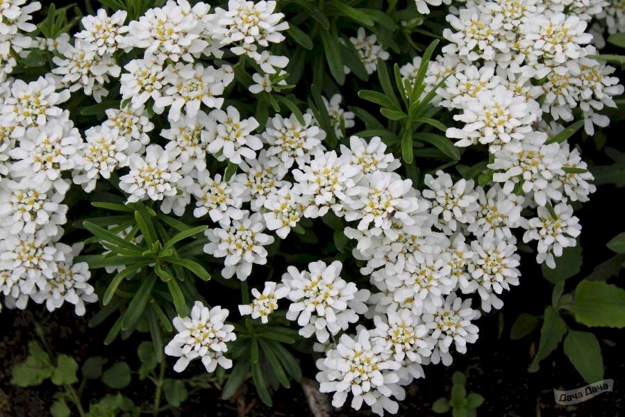 Иберис вечнозелёный (Iberis sempervirens) - описание и фото ...