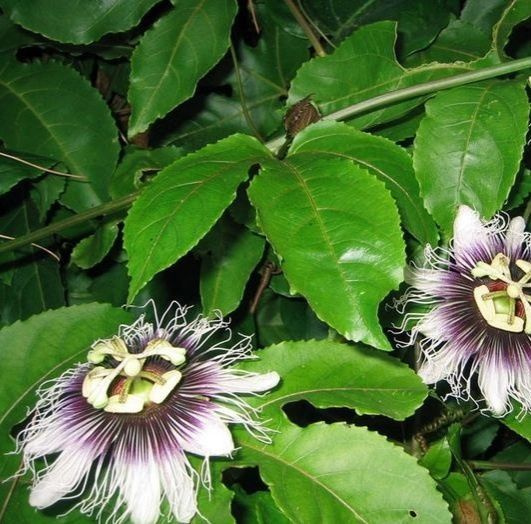 Пассифлора (Маракуйя), Passiflora alata: купить 2 семени с ...