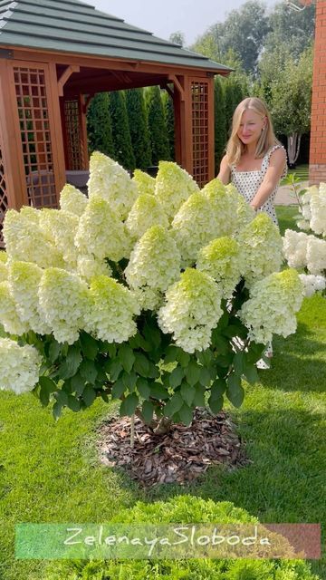 Hydrangea paniculata 'Polar Bear ...