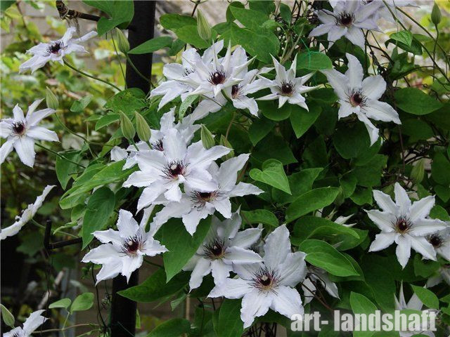 Клематис гибридный Сноу Квин (Clematis hybriden Snow Queen) 5 ...