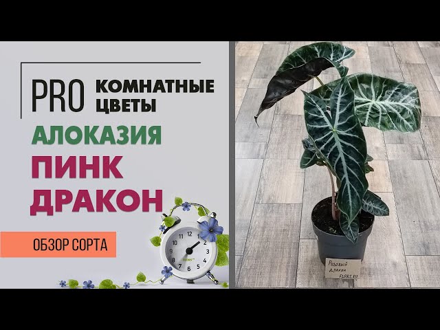 Растение ⌀ 6 Alocasia 'DRAGON SCALE' (Алоказия): купить c ...