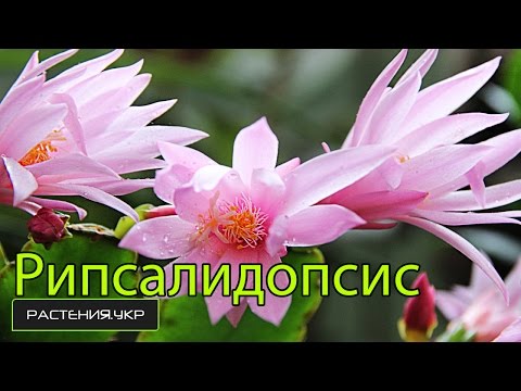 Шлюмбергера (декабрист): виды, размножение и уход - Flowers.ua