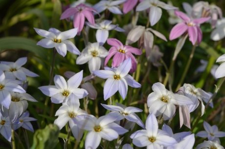 Ифейон (Ipheion) — описание, выращивание, фото | на LePlants.ru