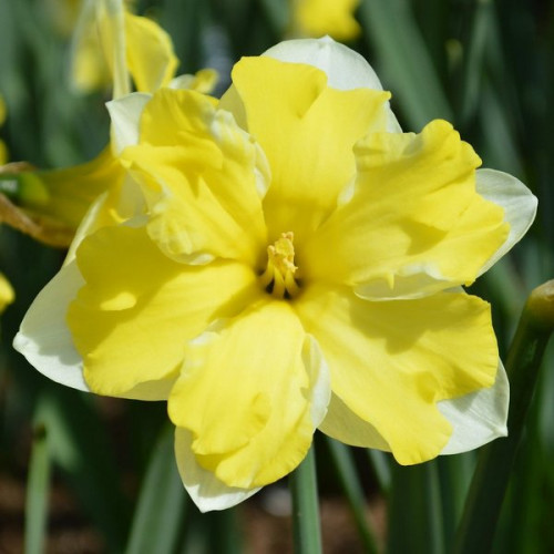 Нарцисс Кассата ( Narcissus Cassata ) Голландская луковица оптом