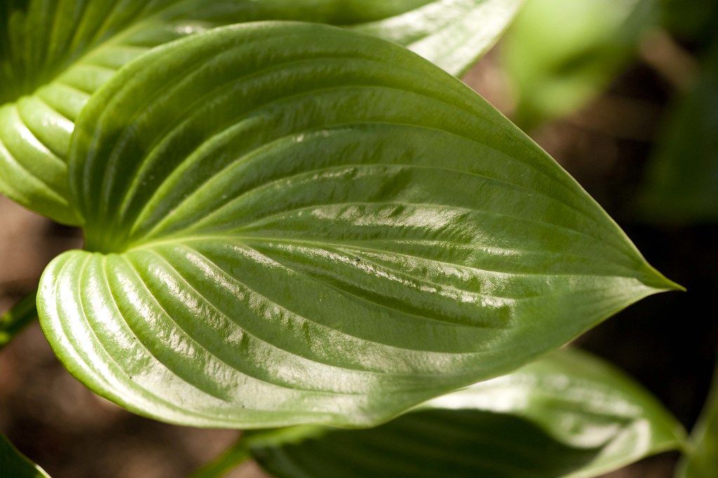 Hosta plantaginea: characteristics ...