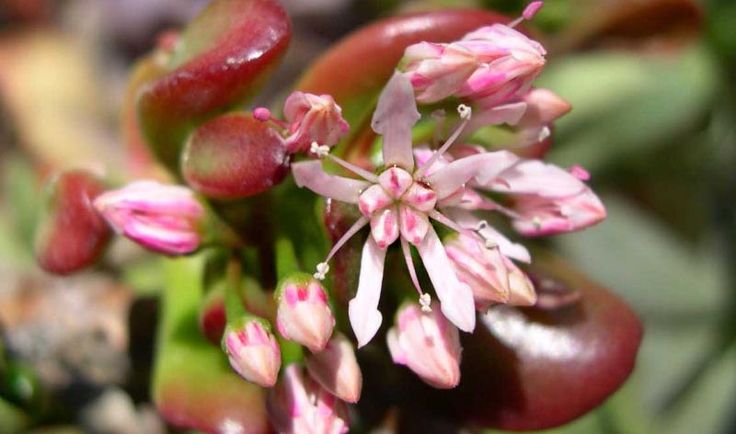 Крассула Голлум (Crassula Gollum): 25 грн. - Комнатные ...