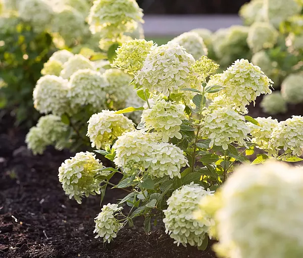 Метельчатые : Hydrangea paniculata Little Spooky -Гортензия ...