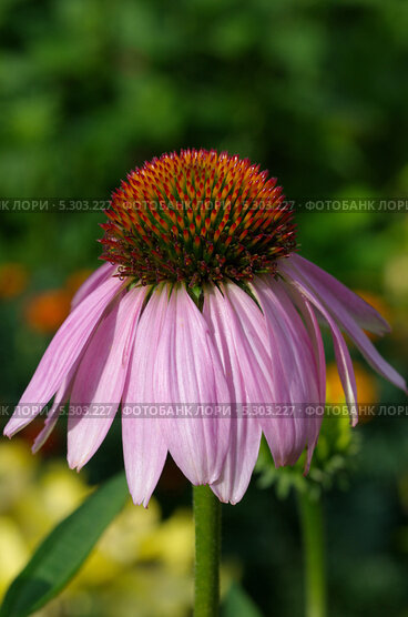 Эхинацея пурпурная Эксцентрик (Echinacea purpurea Eccentric ...