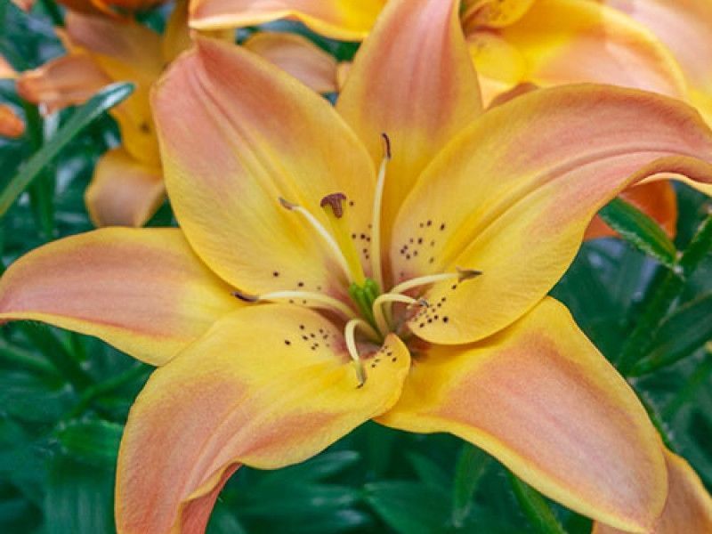 Lilium or dalian | LILORI | Lilium Oriental | Lilium | Все ...