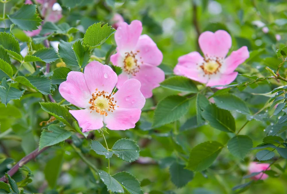 Rosa Canina : The Dog Rose… | From the ...