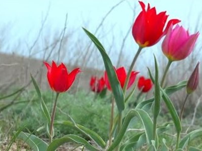 Tulip Festival ...