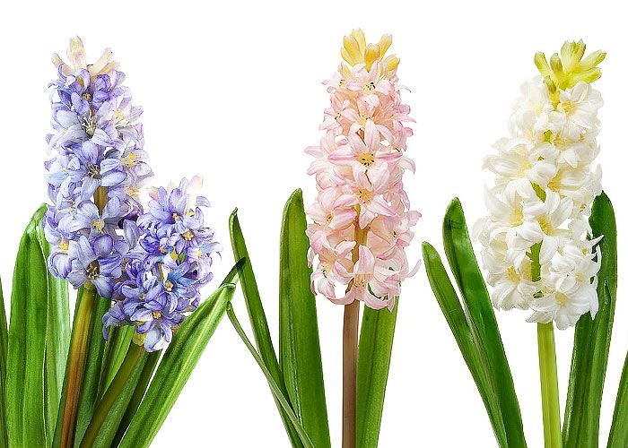 Гиацинт - Hyacinthus - фото ...