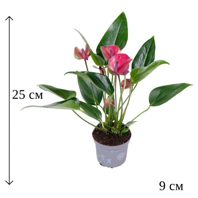 Антуриум Карма Пурпл купить в Ферсманово | Товары для дома и ...
