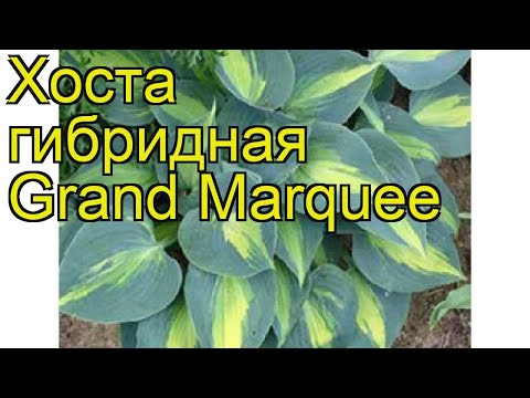 Файл:Hosta-grand marquee-late spring.jpg — Википедия