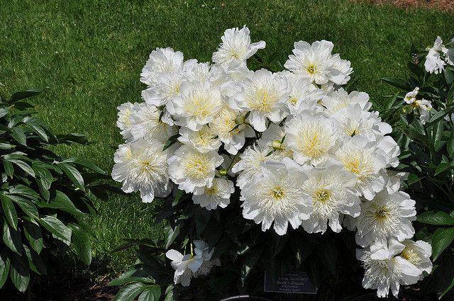 Paeonia 'Nippon Gold' - GARDENIDEA